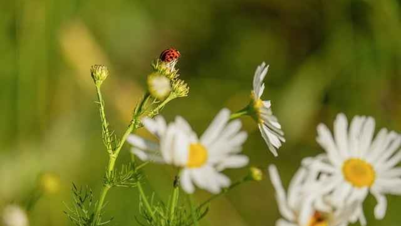 szerokosc-agrowlokniny-50g.jpg